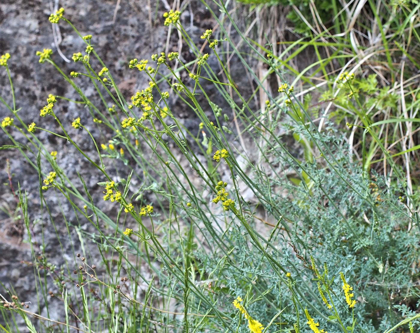 Rue, Egyptian plant